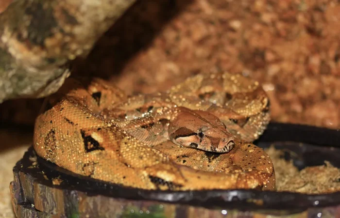 Linnud, loomad ja roomajad Jungle pargis Tenerifel