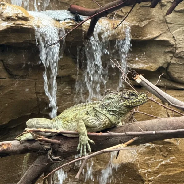 Linnud, loomad ja roomajad Jungle pargis Tenerifel