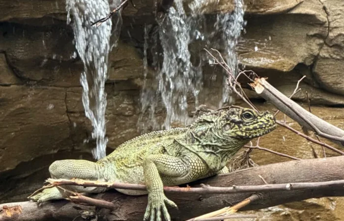 Linnud, loomad ja roomajad Jungle pargis Tenerifel