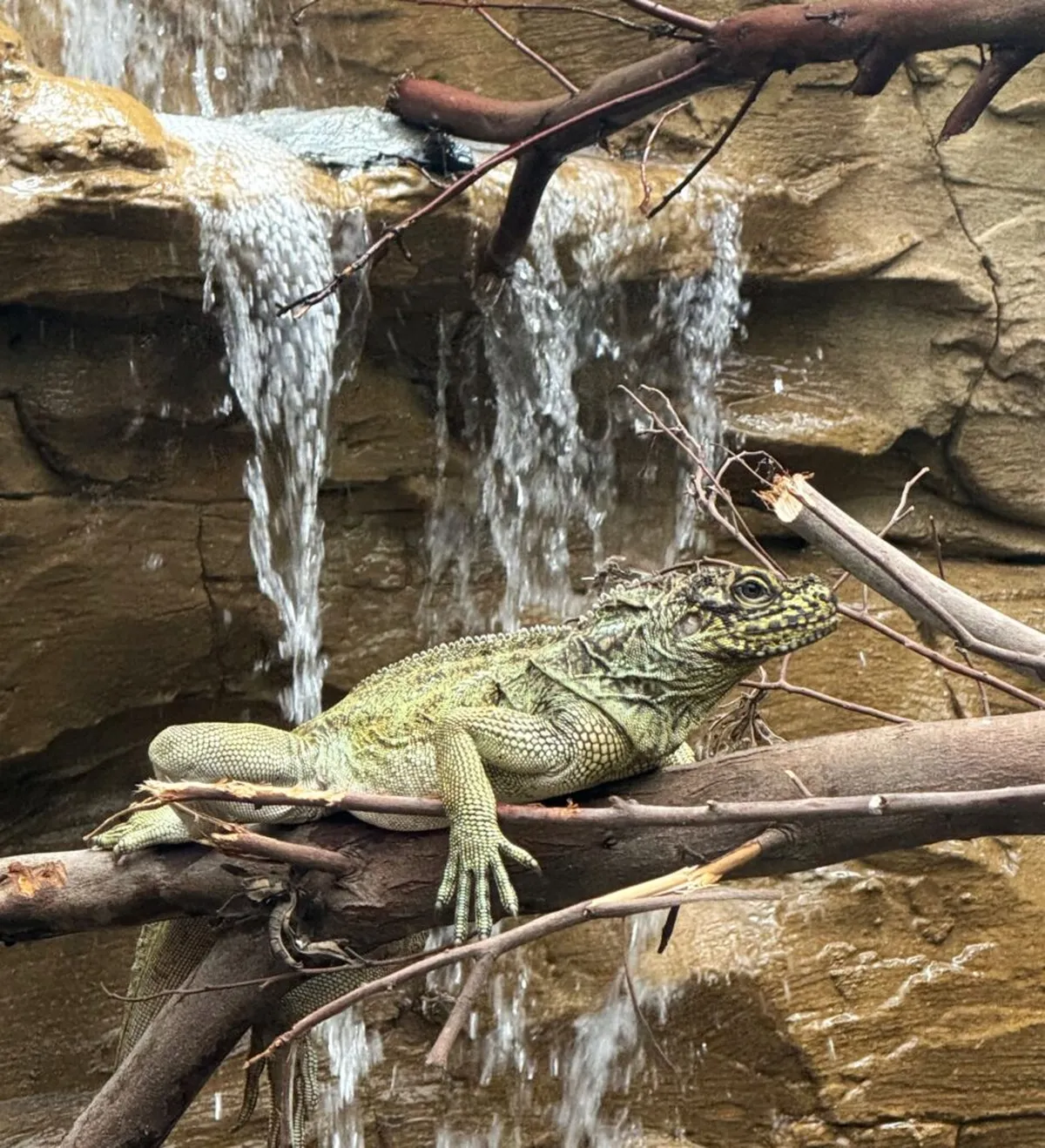 Linnud, loomad ja roomajad Jungle pargis Tenerifel