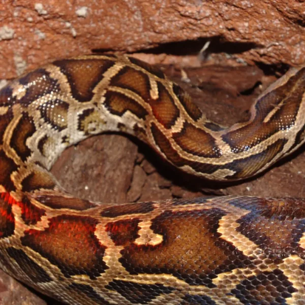 Linnud, loomad ja roomajad Jungle pargis Tenerifel