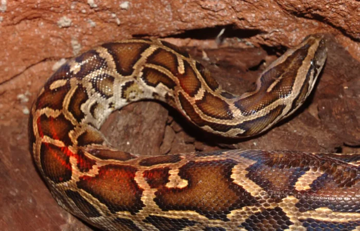 Linnud, loomad ja roomajad Jungle pargis Tenerifel