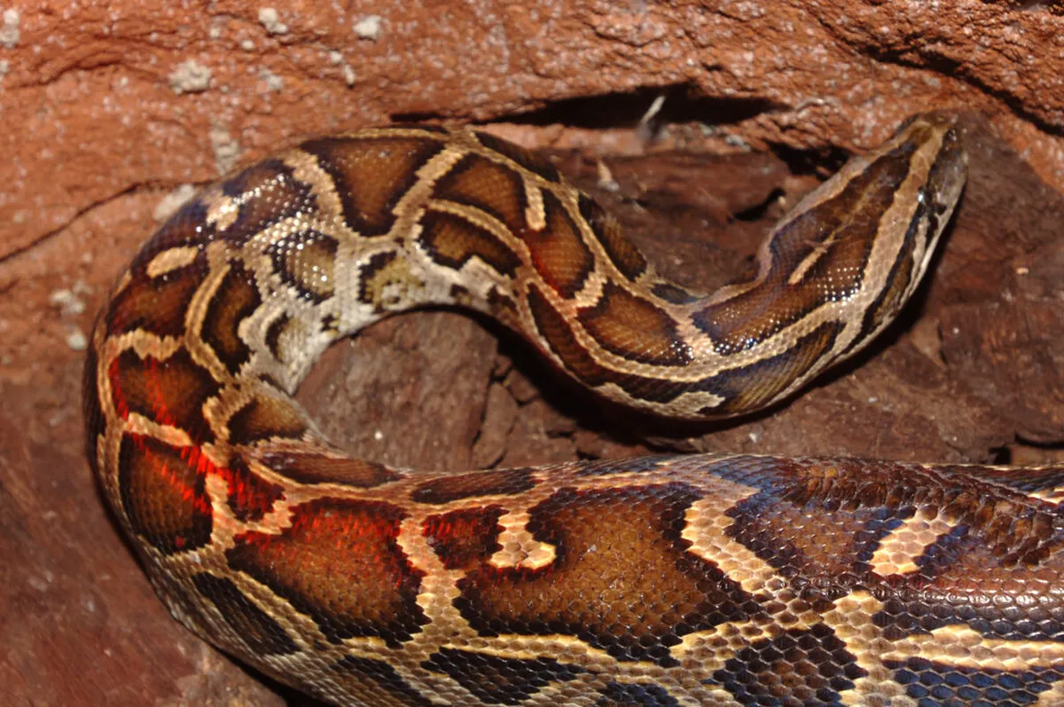 Linnud, loomad ja roomajad Jungle pargis Tenerifel