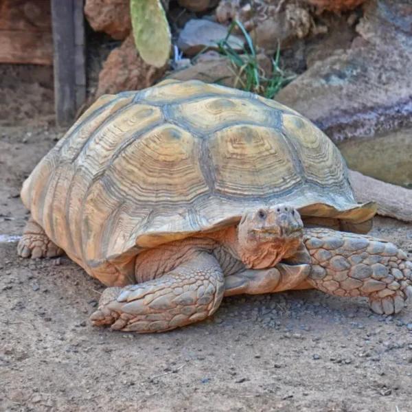 Linnud, loomad ja roomajad Jungle pargis Tenerifel