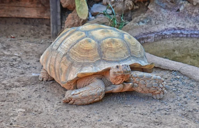 Linnud, loomad ja roomajad Jungle pargis Tenerifel