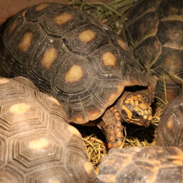 Linnud, loomad ja roomajad Jungle pargis Tenerifel