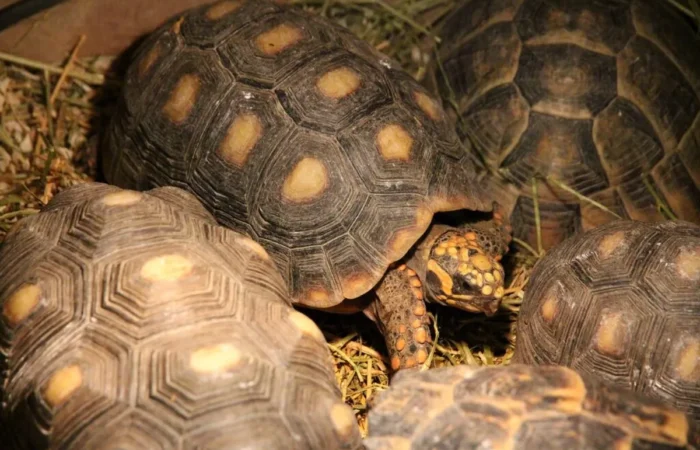 Linnud, loomad ja roomajad Jungle pargis Tenerifel