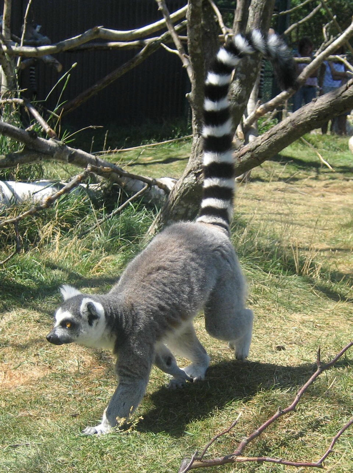 Kassileemurid Jungle Pargi läbikäidaval alal