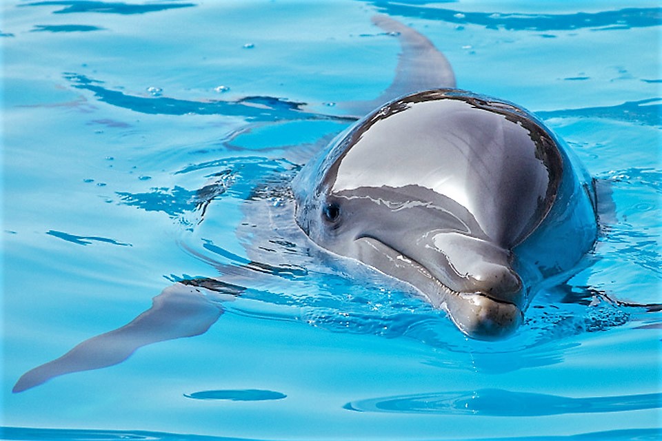 Loro park delfiinishow Tenerife Kompass
