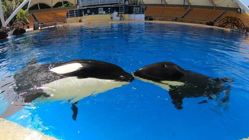 VAALASHOW | LORO PARK | ORCA OCEAN – MÕÕKVAALAD