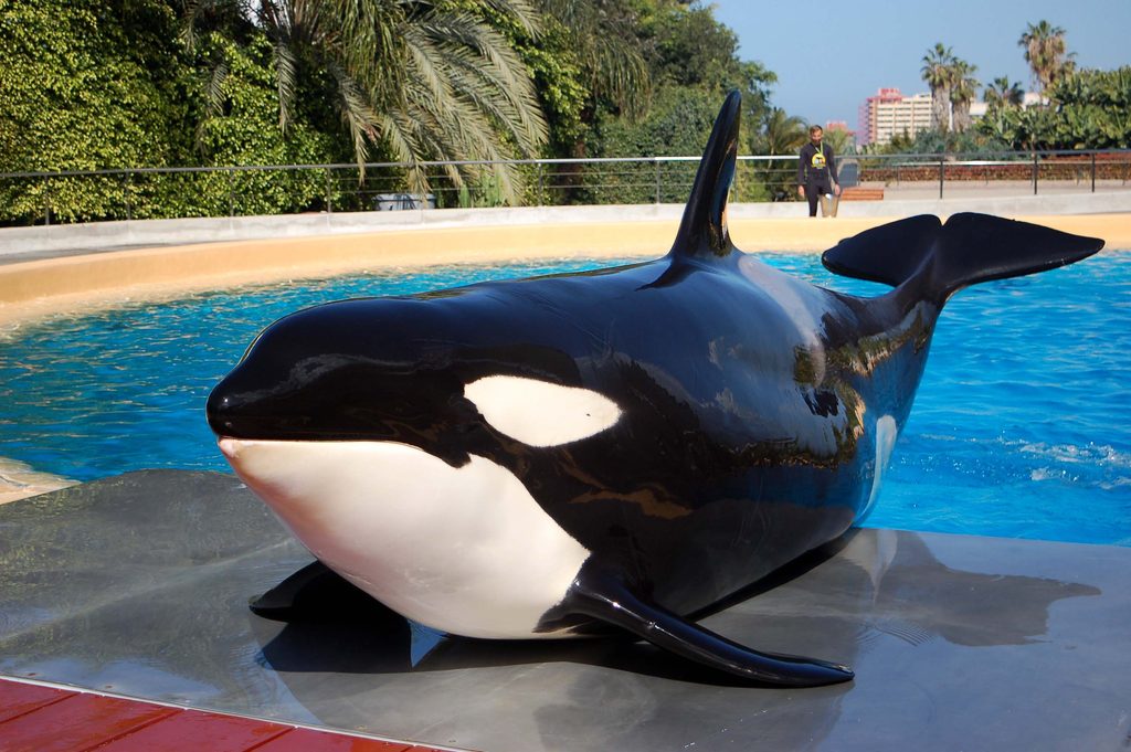 VAALASHOW | LORO PARK | ORCA OCEAN – MÕÕKVAALAD