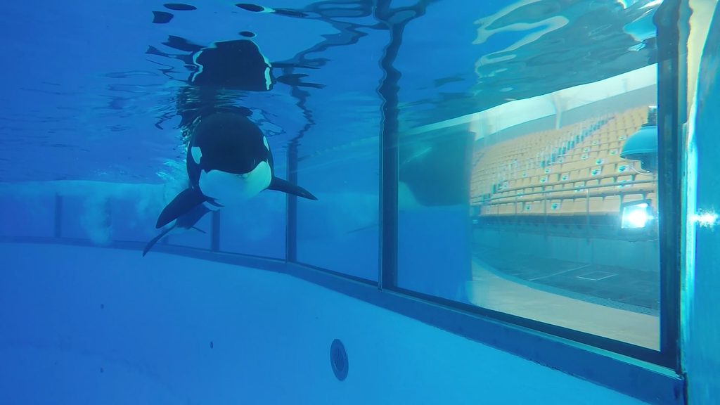 VAALASHOW | LORO PARK | ORCA OCEAN – MÕÕKVAALAD