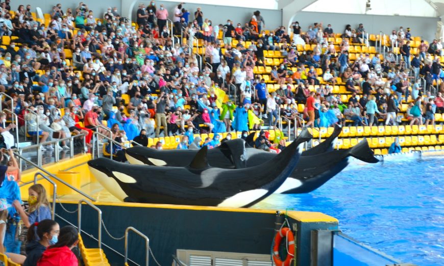 VAALASHOW | LORO PARK | ORCA OCEAN – MÕÕKVAALAD