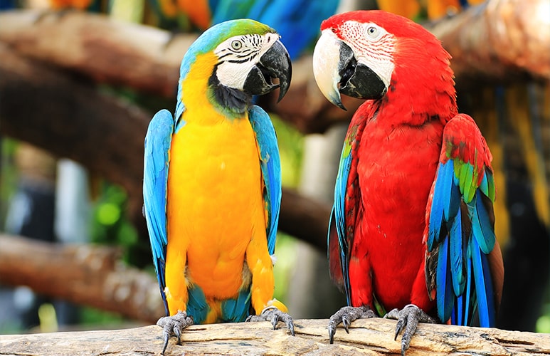 PAPAGOISHOW | LORO PARK