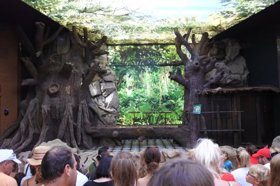 PAPAGOISHOW | LORO PARK