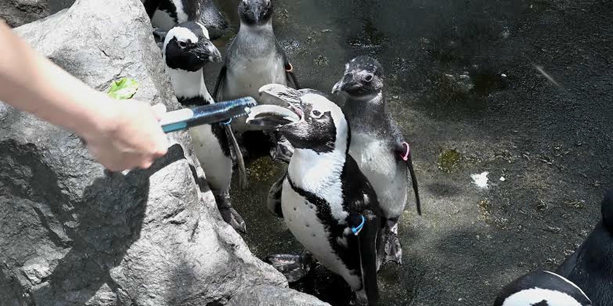 Pingviinide toitmine Jungle Pargis