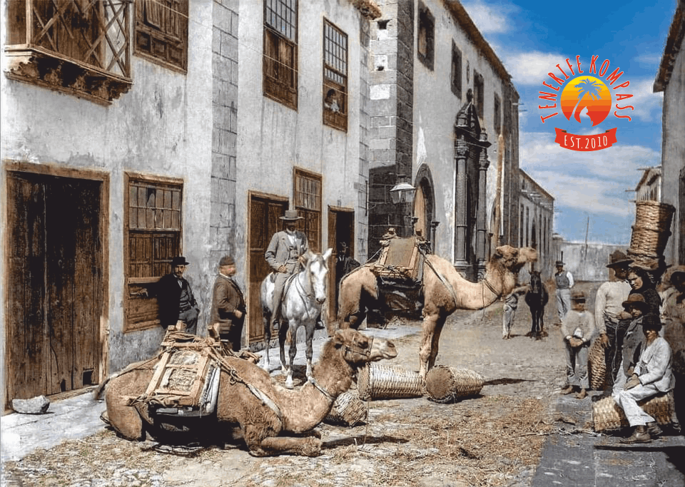 Tenerife kõrbelaevastik ehk kaamelid Kanaari saartel