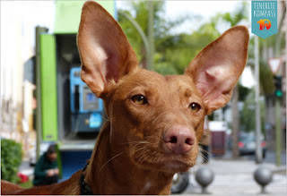 Koerasaared ja Kanaari koerad