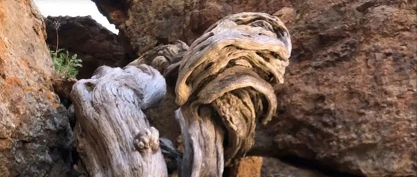 Vanim puu Euroopa Liidus