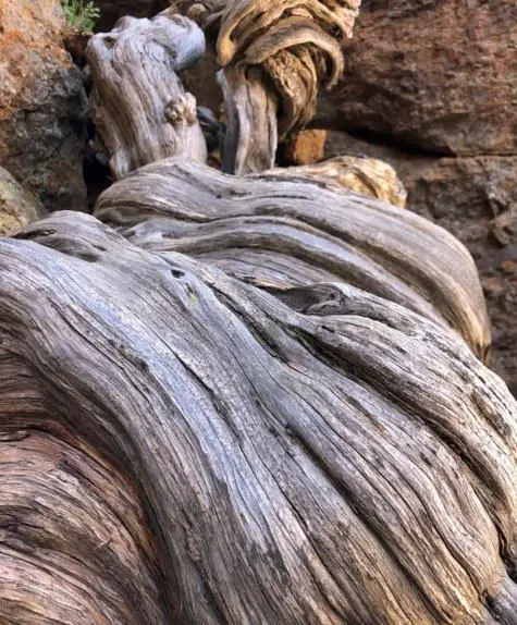 Vanim puu Euroopa Liidus