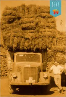 Pinocha ehk Kanaari männi okkad