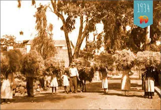 Pinocha ehk Kanaari männi okkad