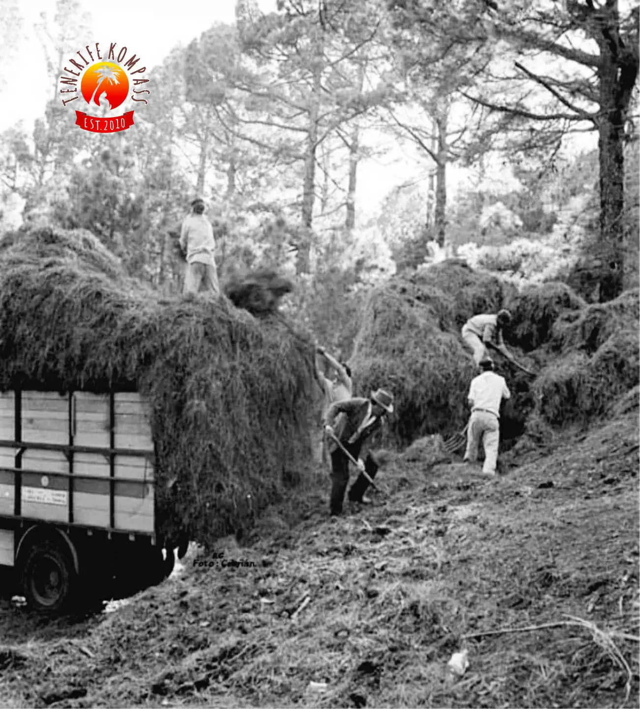 Pinocha ehk Kanaari männi okkad