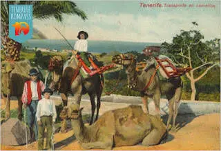 Tenerife kõrbelaevastik ehk kaamelid Kanaari saartel