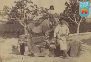 Tenerife kõrbelaevastik ehk kaamelid Kanaari saartel