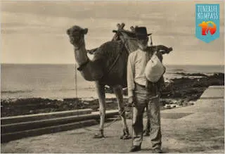 Tenerife kõrbelaevastik ehk kaamelid Kanaari saartel