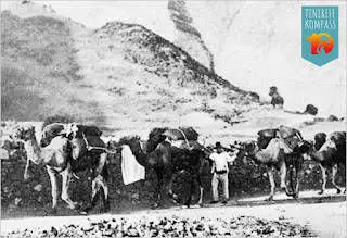 Tenerife kõrbelaevastik ehk kaamelid Kanaari saartel