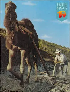 Tenerife kõrbelaevastik ehk kaamelid Kanaari saartel