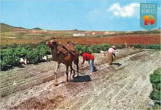 Tenerife kõrbelaevastik ehk kaamelid Kanaari saartel