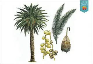 Tenerife palmilehtedest kübarad