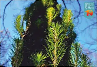 Metsatulekahjud Tenerifel