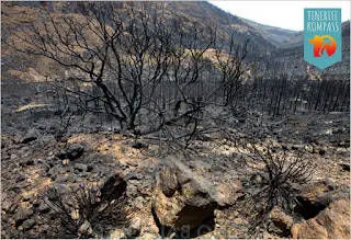 Metsatulekahjud Tenerifel