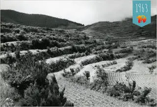 Tenerife terrasspõllud ehk rippuvad aiad